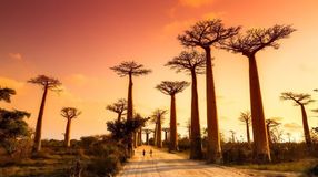 Alley of Baobabs in Madagascar against the pink hues of setting sunlight