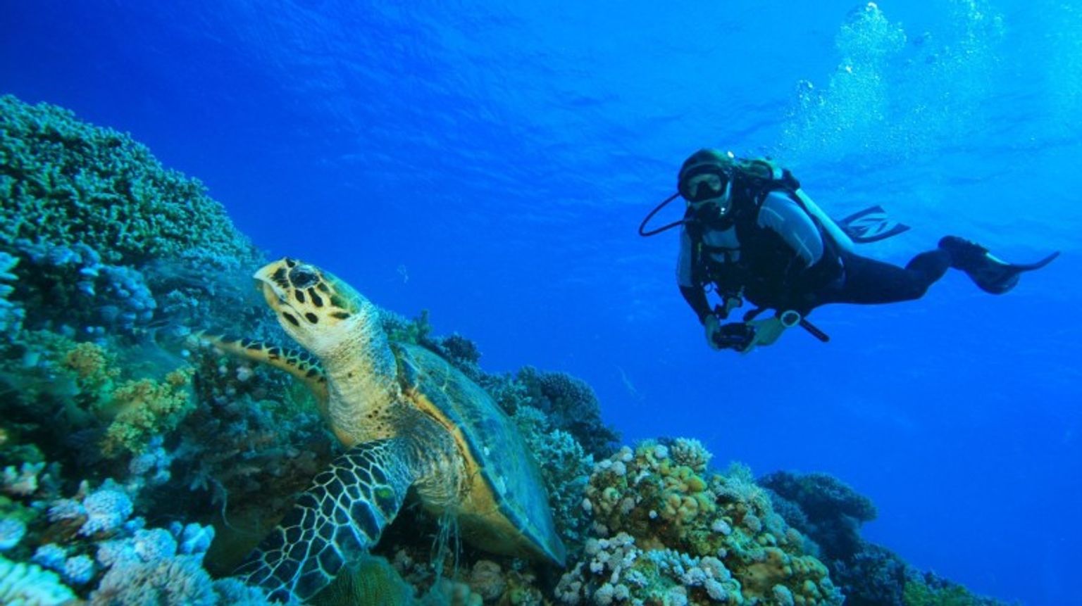 Experience the vibrant underwater world by enjoying scuba diving in the Red Sea during your visit to Jordan in April. A man enjoying scuba diving in the Red Sea in Jordan in April.