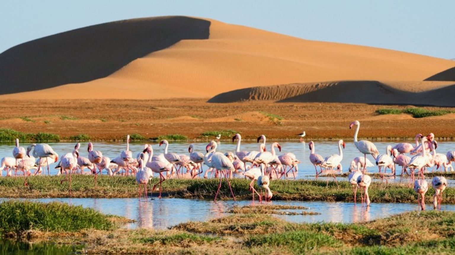 Flamingoes in Walvis Bay are must-sees when spending 10 days in Namibia.