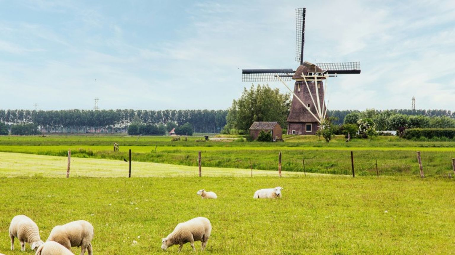 The countryside of the Netherlands is dotted with some 1,200 historic windmills. Country side of the Netherlands featuring a traditional windmill