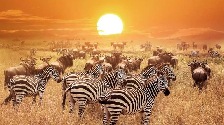 A herd of zebras and wildebeest in a grassy landscape with a setting sun in the horizon.