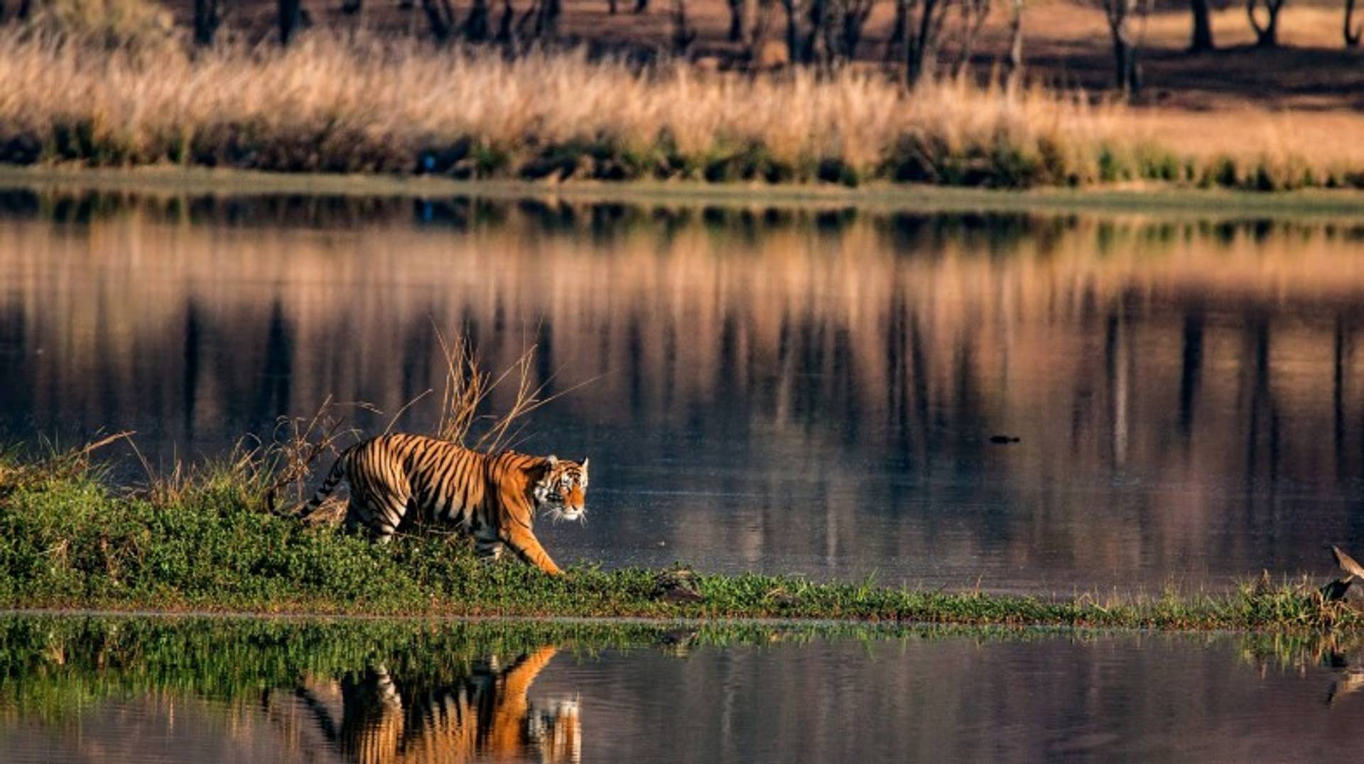 India in November: Weather, Travel Tips & More