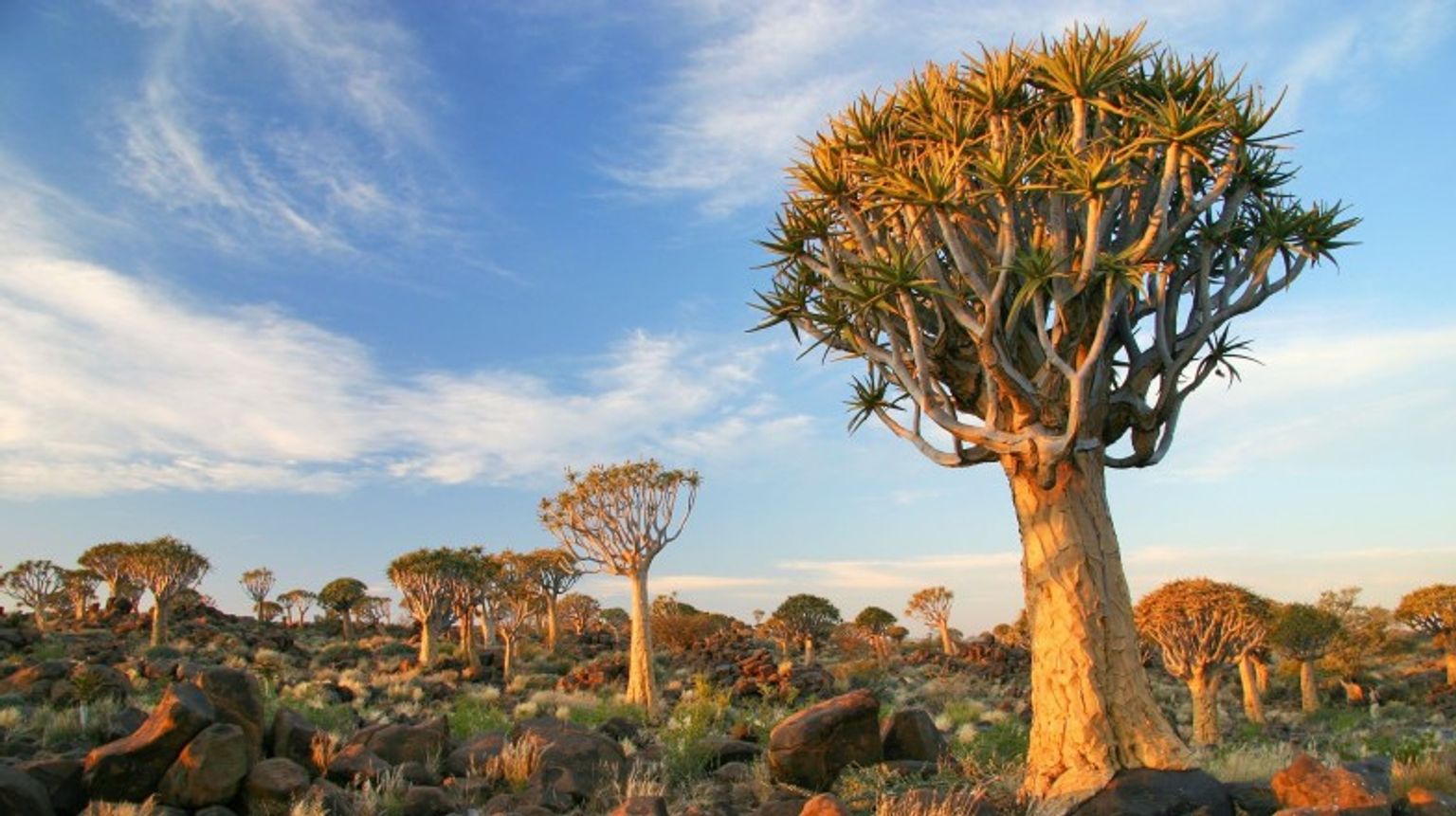 Two weeks in Namibia is enough time to include the Quiver Tree Forest.