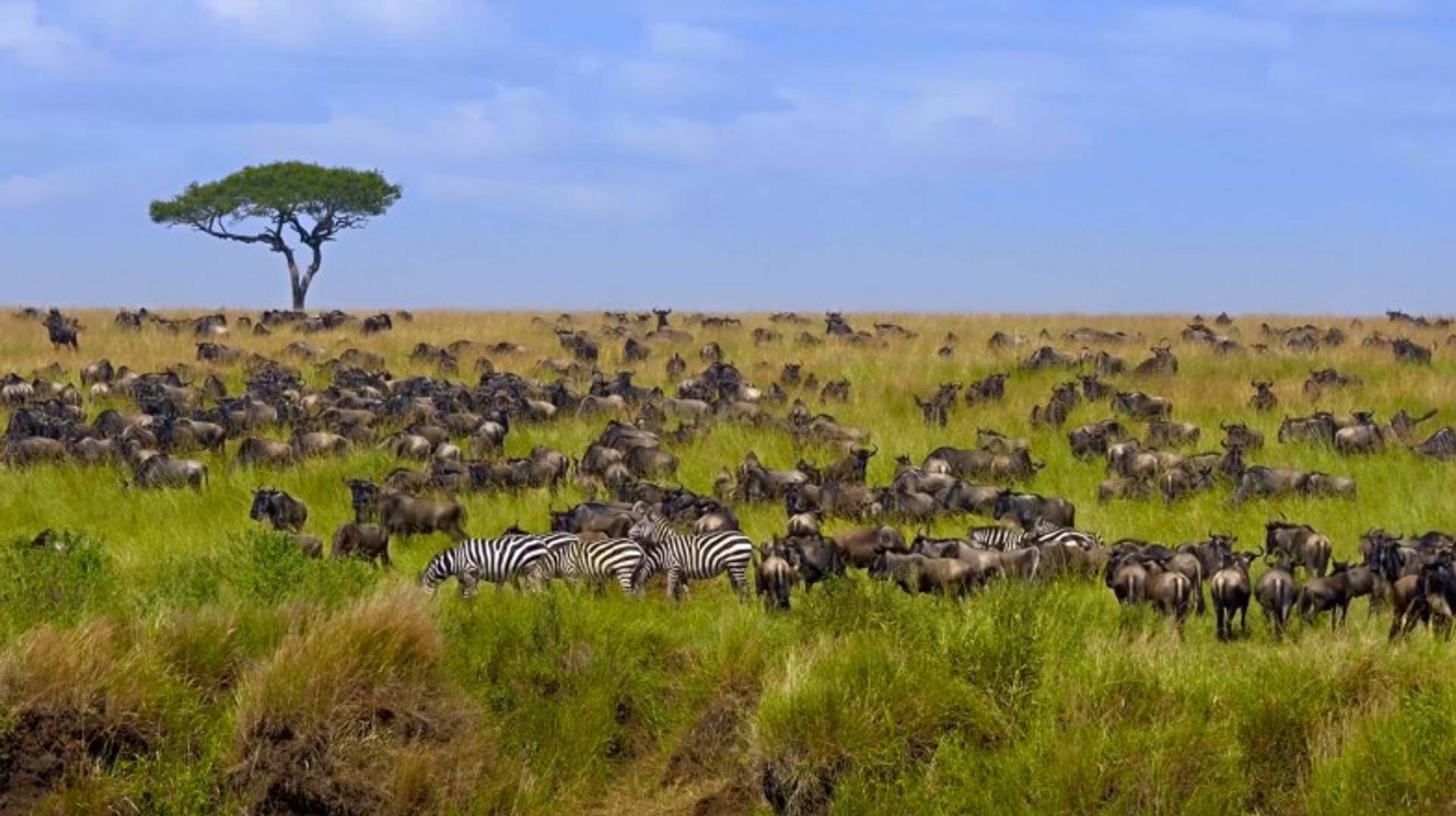 Tanzania in March: Weather, Tips, and More
