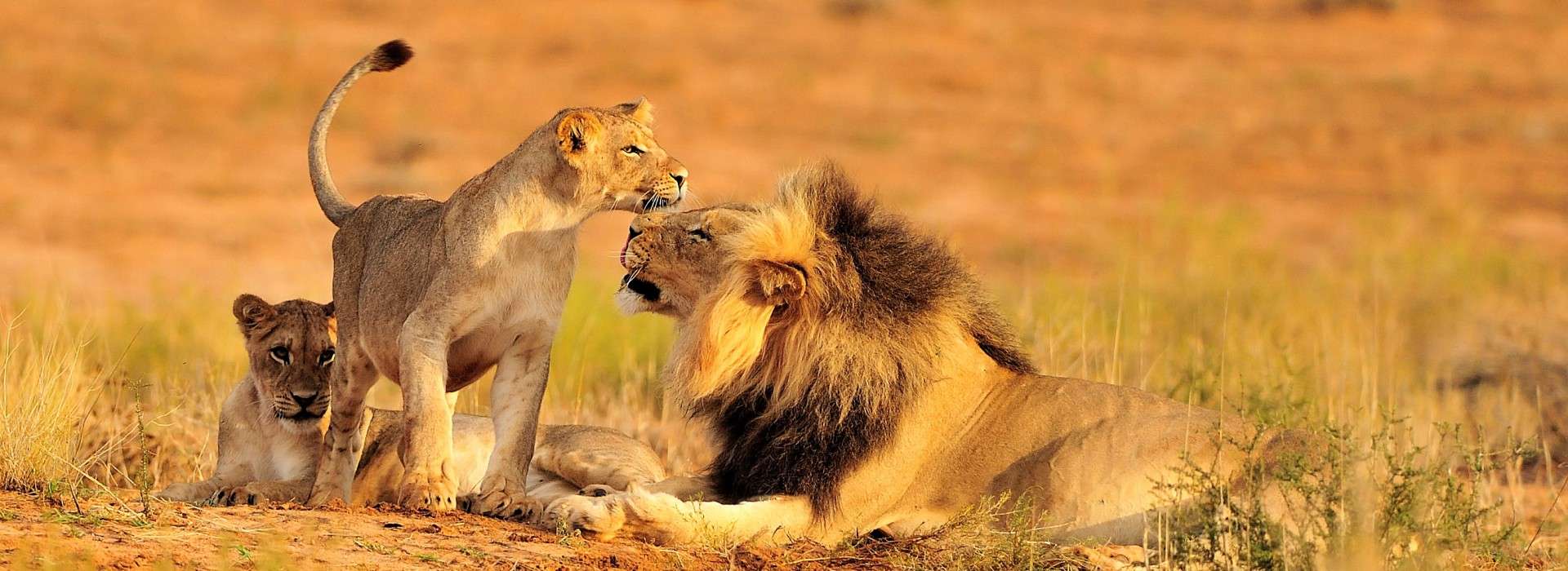 South Africa Travel Guide - Travel Insights and Tips