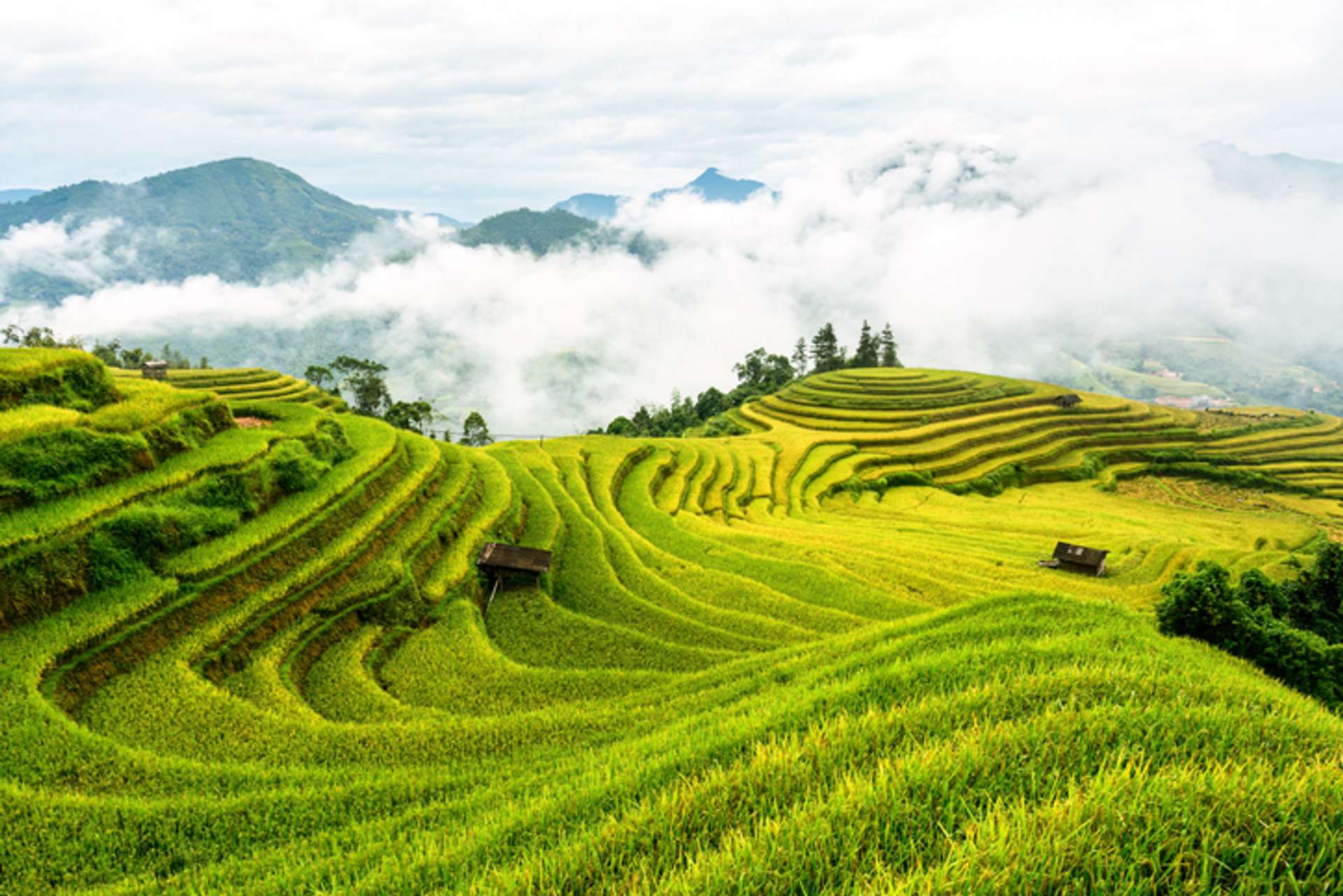 Terraces of lush rice fields with other hills peeking out of a blanket of clouds