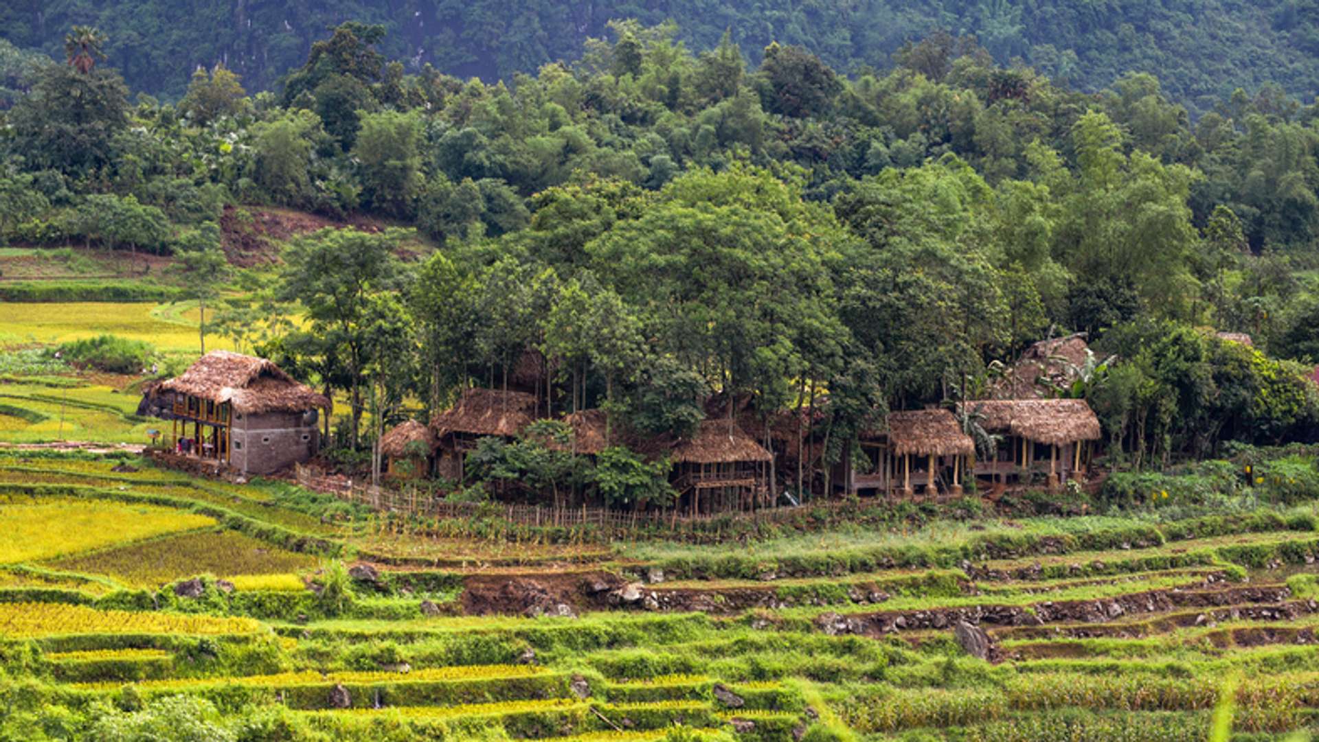 Traditional wooden houses surrounded by lush forest and terraces of rice fields