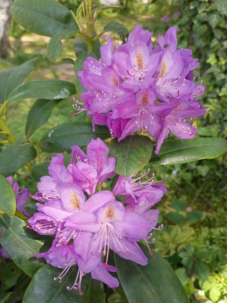 A lavender colored flower pair from Scotland