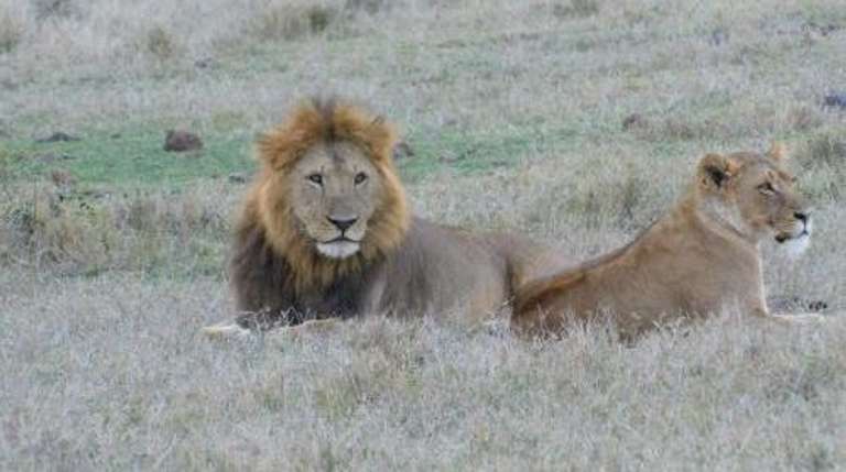 3-Day Masai Mara Budget Camping Safari from Nairobi trip - alternative tour available