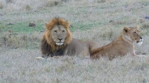3-day Masai Mara Budget Camping Safari From Nairobi - June 2026