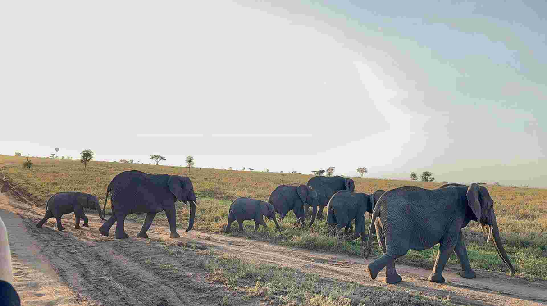 2 Day Safari Tarangire & Ngorongoro