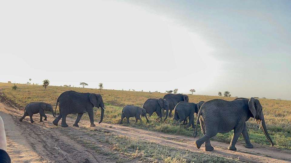 2 Day Safari Tarangire & Ngorongoro - Simba Adventures Ltd - Tanzania