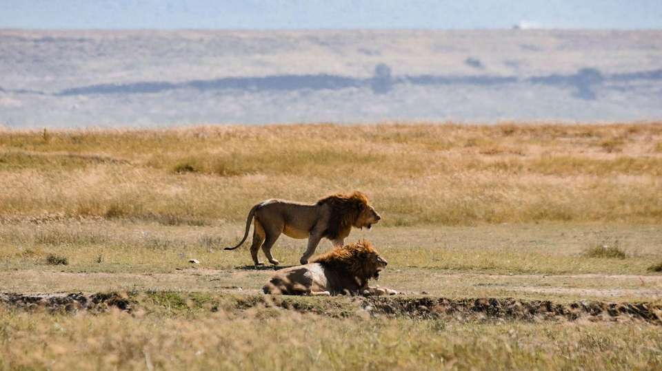 2 Day Safari Tarangire & Ngorongoro - Simba Adventures Ltd - Tanzania