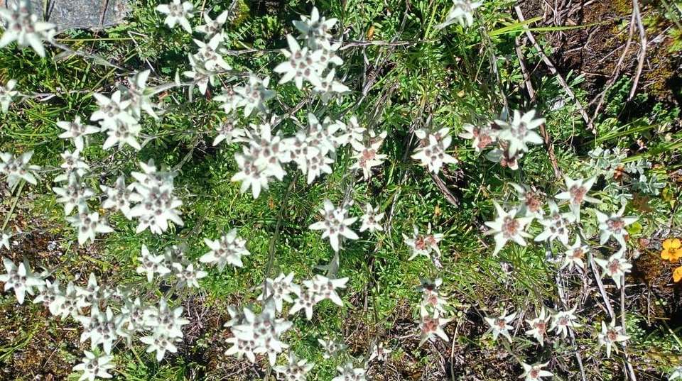 Mera Island & Lobuche: Three Peak Climbing  - Nepal Guide Treks & Expedition - Nepal