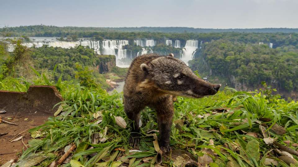 Jungle & Wetlands: Iguazu & Iberá - Say Hueque Argentina & Chile Journeys - Argentina - Image 8