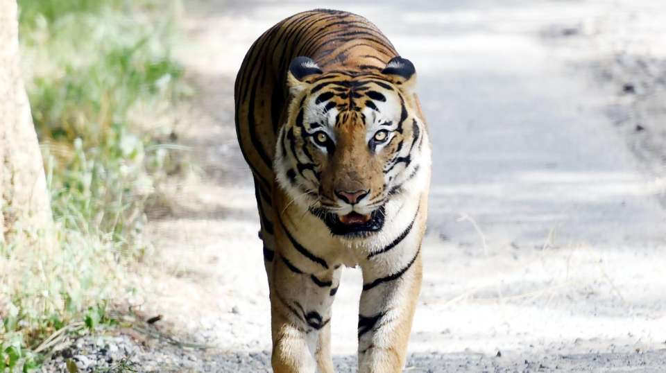 Karnataka Tour with Wildlife - Gets Holidays Pvt Ltd - India - Image 4