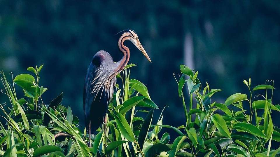 Kerala - Beaches, Backwaters and Waterfalls - Gets Holidays Pvt Ltd - India - Image 2