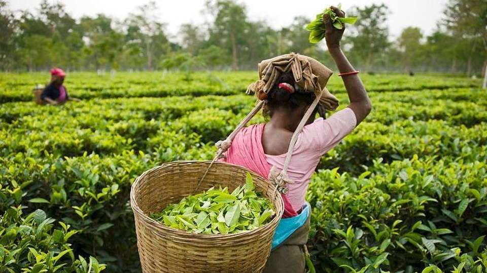 Kerala - Beaches, Backwaters and Waterfalls - Gets Holidays Pvt Ltd - India - Image 3