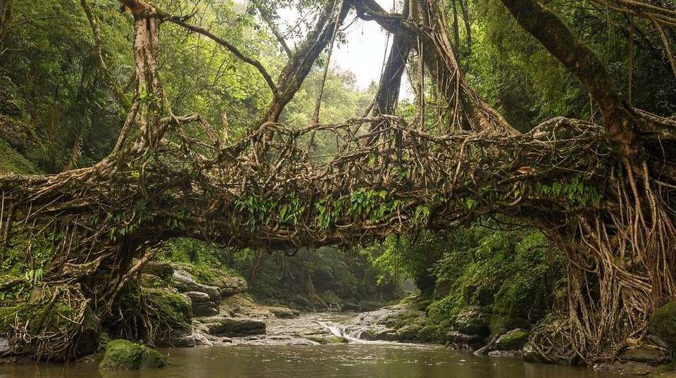 North-East with Wildlife in Kaziranga - Gets Holidays Pvt Ltd - India - Image 2