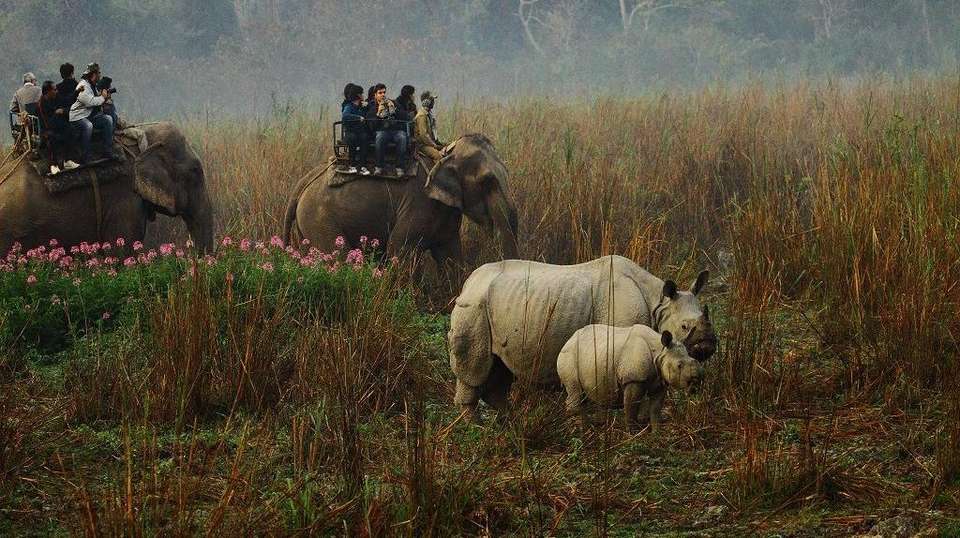 North-East with Wildlife in Kaziranga - Gets Holidays Pvt Ltd - India - Image 3