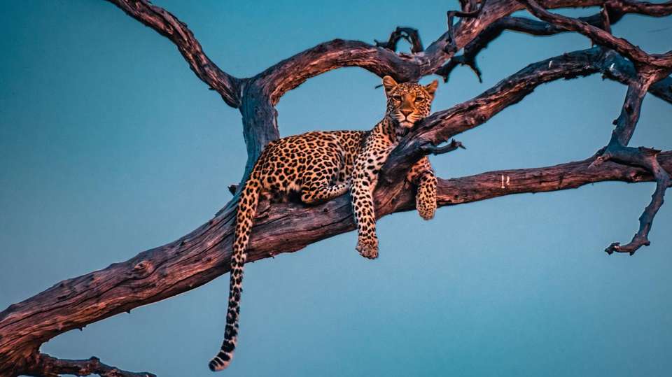Botswana Leopard Trail & Kalahari - World Expeditions - Botswana