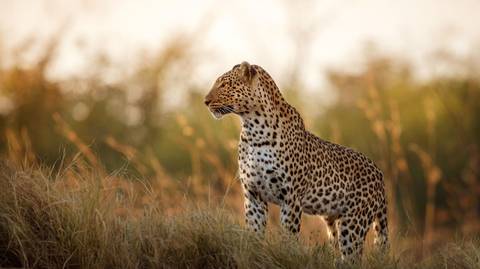 Africa Walking Tour: Botswana Leopard Trail & Kalahari