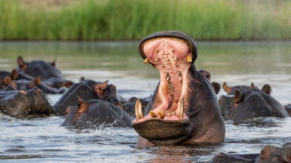 Botswana Leopard Trail & Kalahari - World Expeditions - Botswana