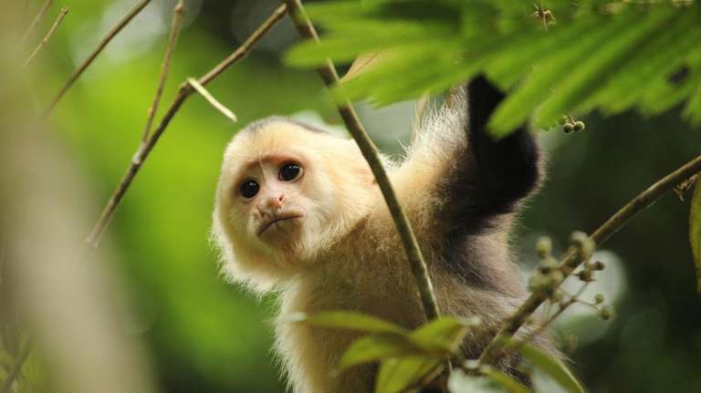 San Jose Hot springs Tour: Costa Rican Adventure