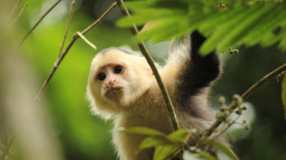 Costa Rican Adventure - World Expeditions - Costa Rica - Image 1