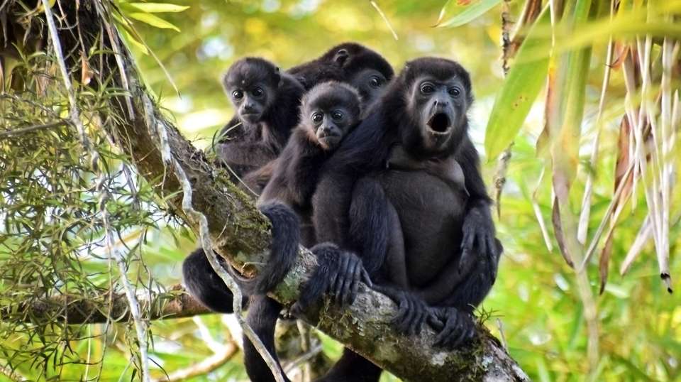 Costa Rican Adventure - World Expeditions - Costa Rica - Image 3