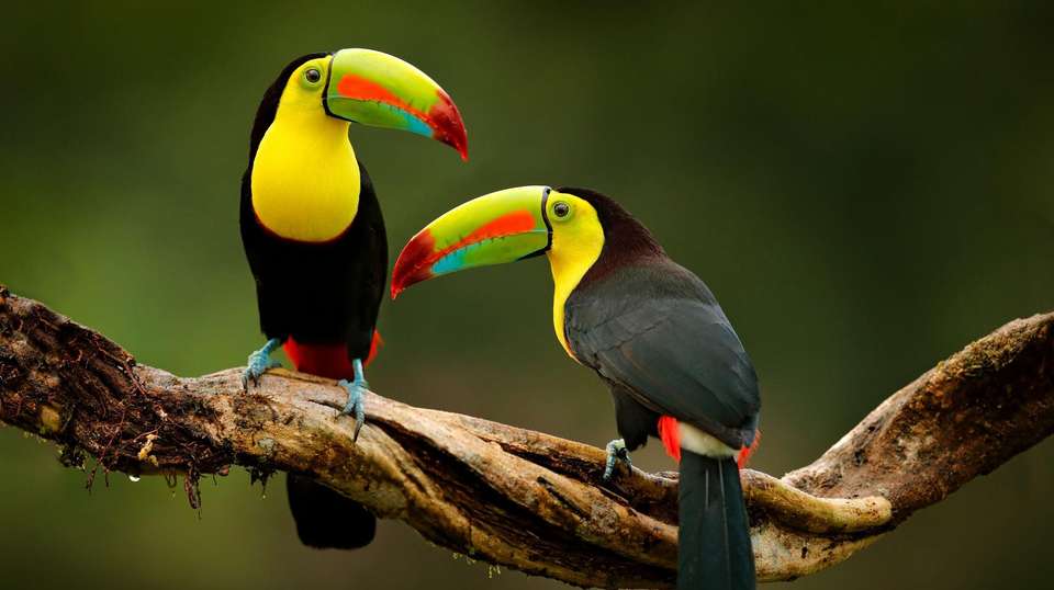 Costa Rican Adventure - World Expeditions - Costa Rica - Image 4