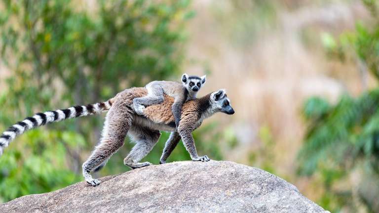 Africa Walking Tour: Culture & Wildlife of Madagascar