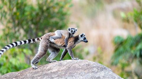 Africa Walking Tour: Culture & Wildlife Of Madagascar