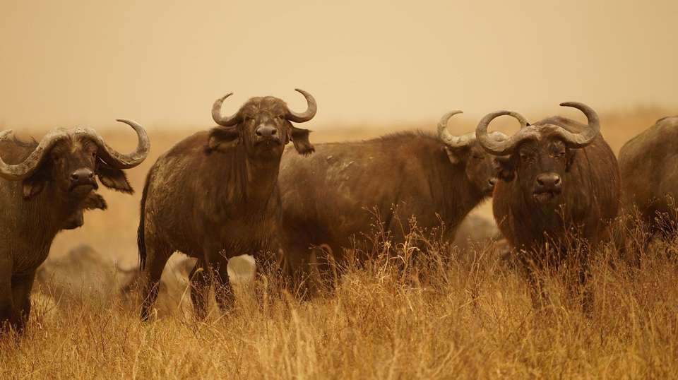 Kenya & Tanzania Wildlife Discoverer - World Expeditions - Kenya - Image 2