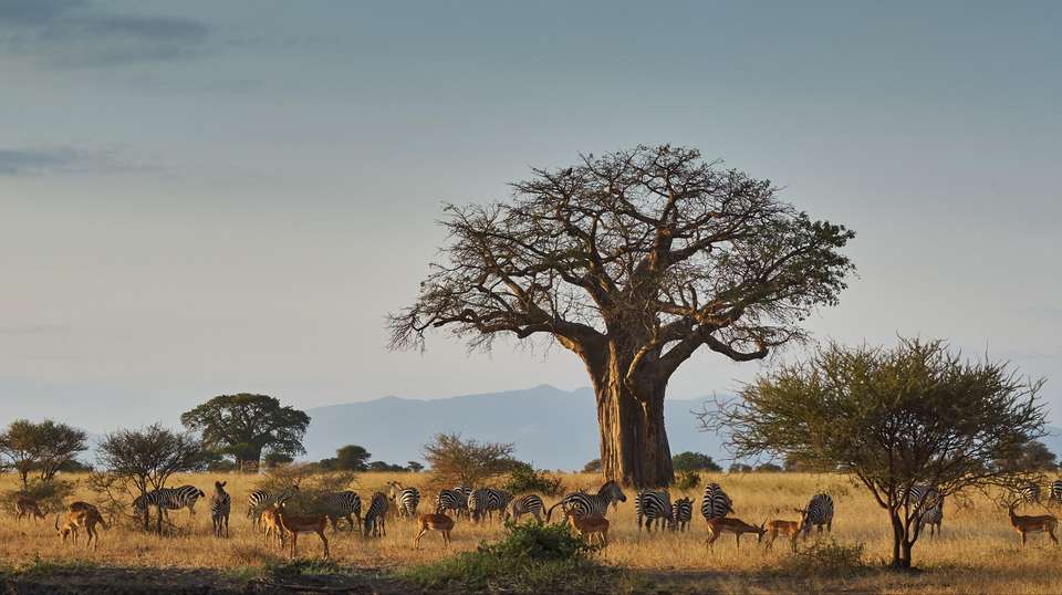 Kenya & Tanzania Wildlife Discoverer - World Expeditions - Kenya - Image 3