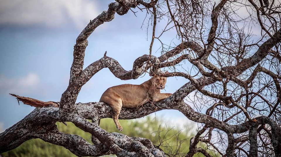 Kenya & Tanzania Wildlife Discoverer - World Expeditions - Kenya - Image 5