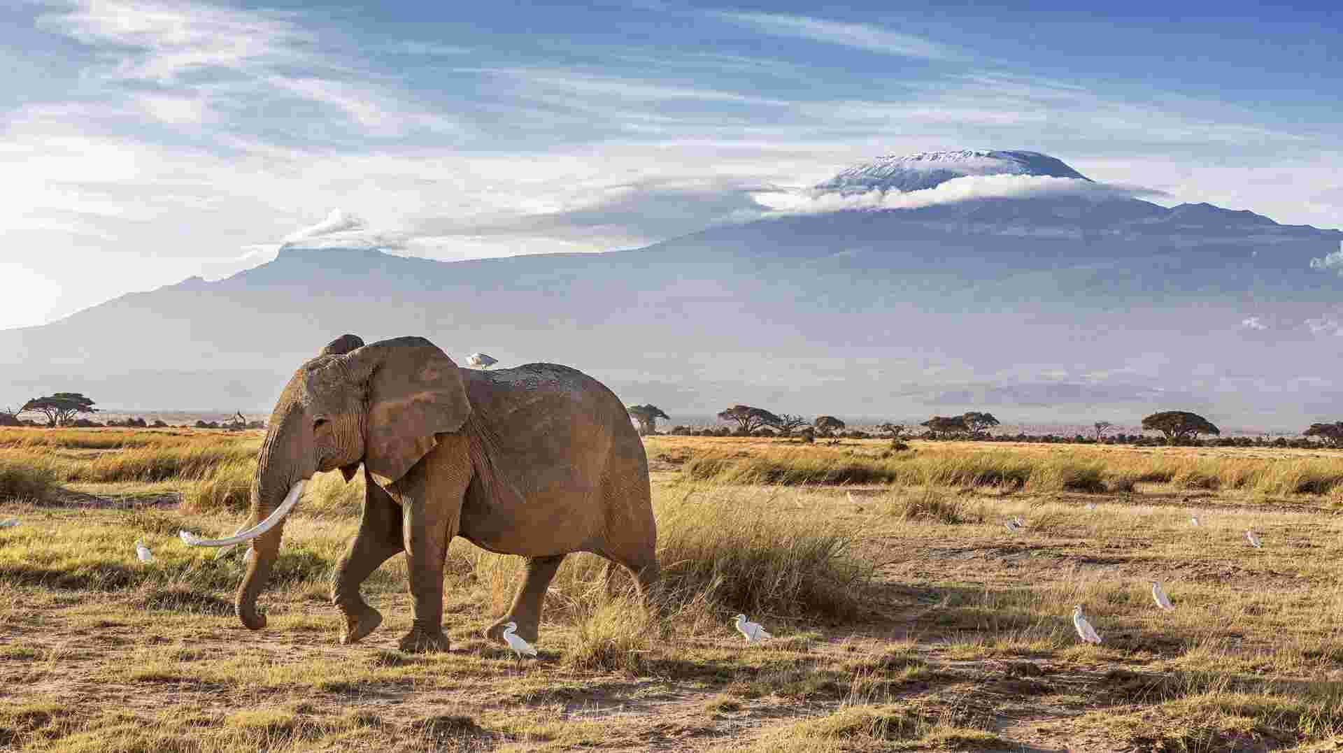 Kenya & Tanzania Wildlife Discoverer