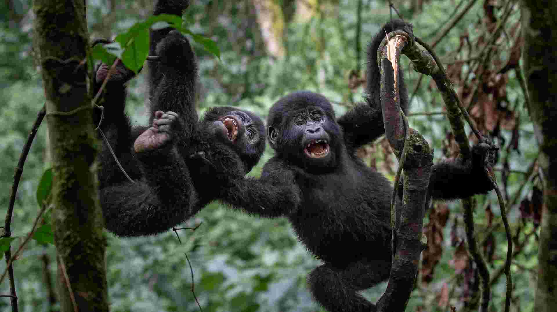 Primates and Wildlife of Uganda