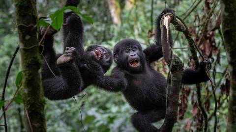 Primates And Wildlife Of Uganda - Fall Tours