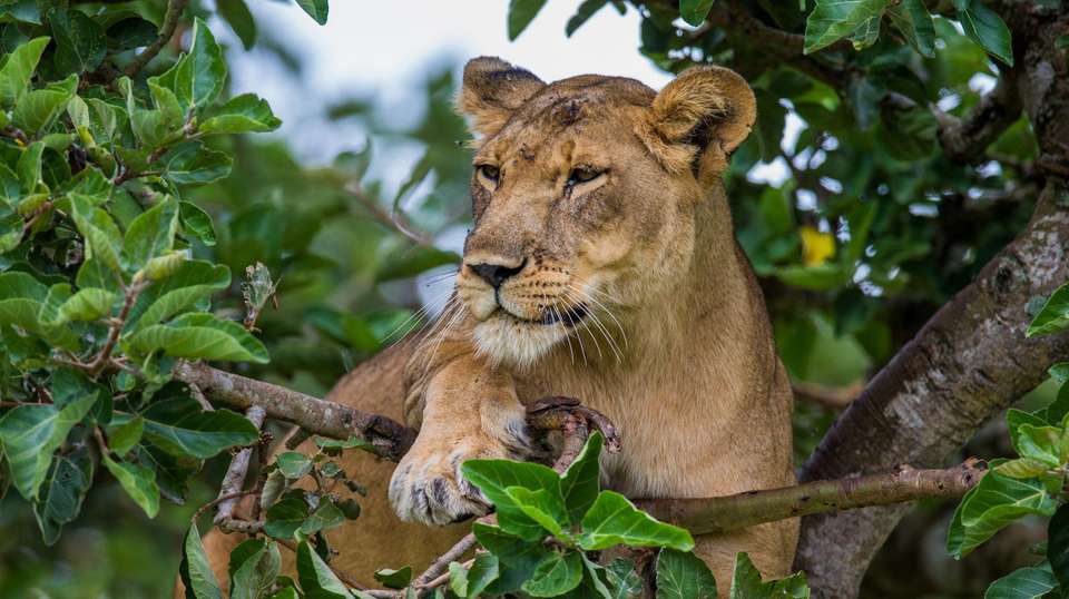 Primates and Wildlife of Uganda - World Expeditions - Uganda - Image 2