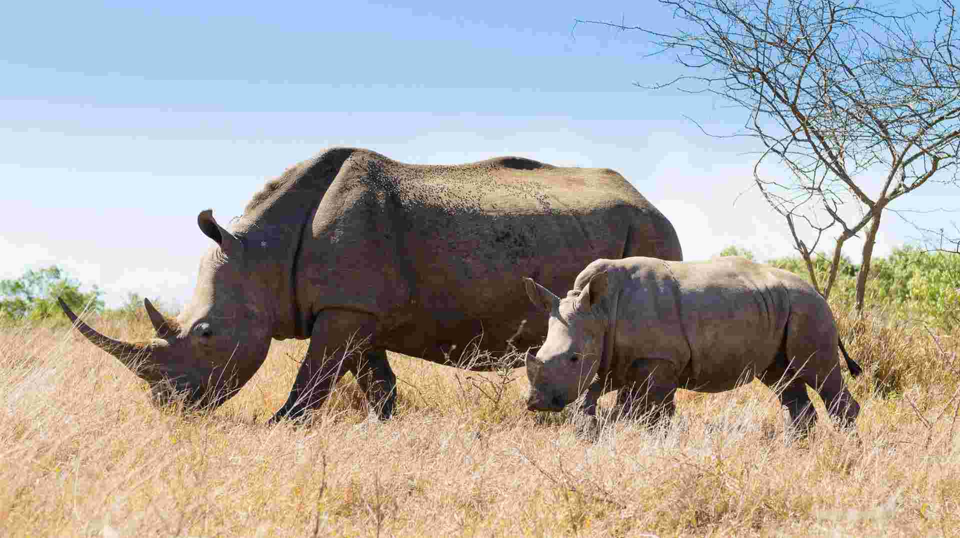 South Africa Encompassed