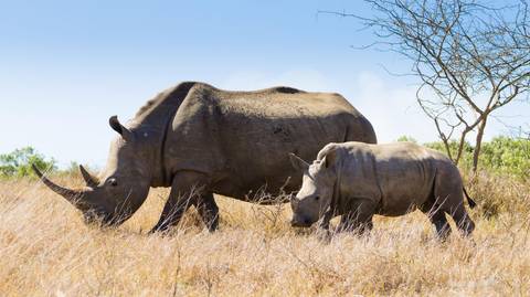 Africa Walking Tour: South Africa Encompassed