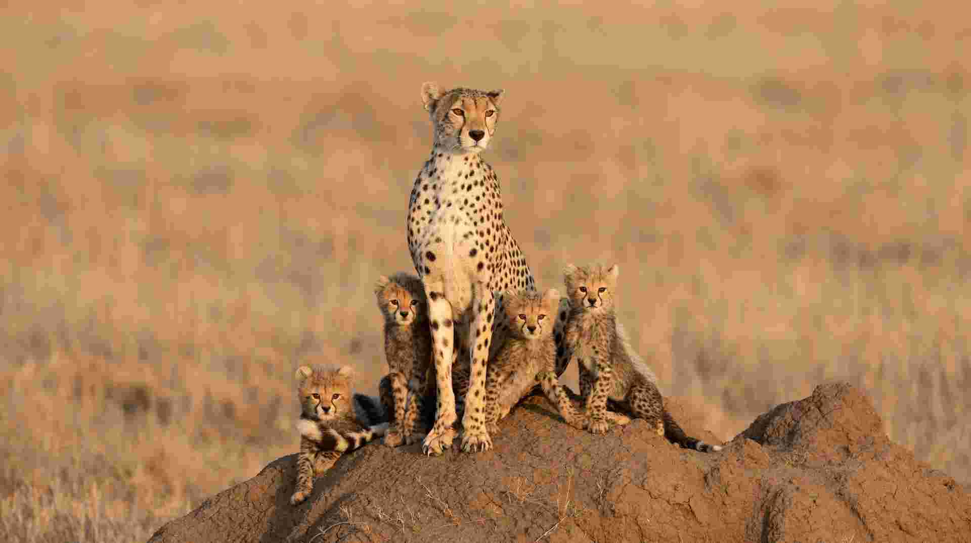 Serengeti Explorer
