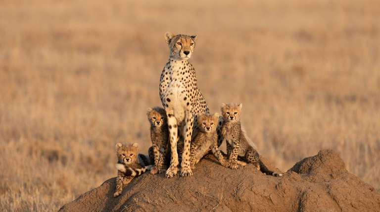 Serengeti Explorer trip - alternative tour available