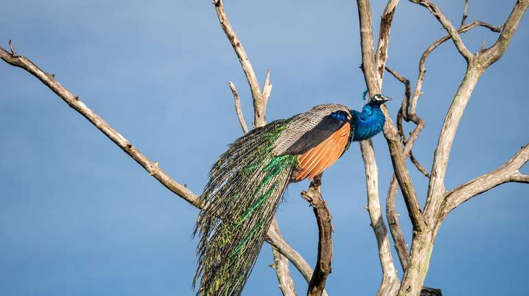 Sri Lanka by Bike trip - alternative tour available