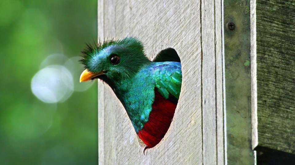 From the Caribbean Coast to the Pacific Side - Green World Adventures - Costa Rica - Image 3