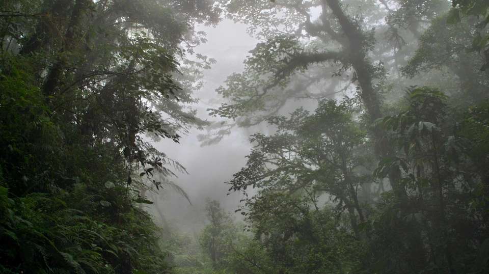 From the Caribbean Coast to the Pacific Side - Green World Adventures - Costa Rica - Image 4
