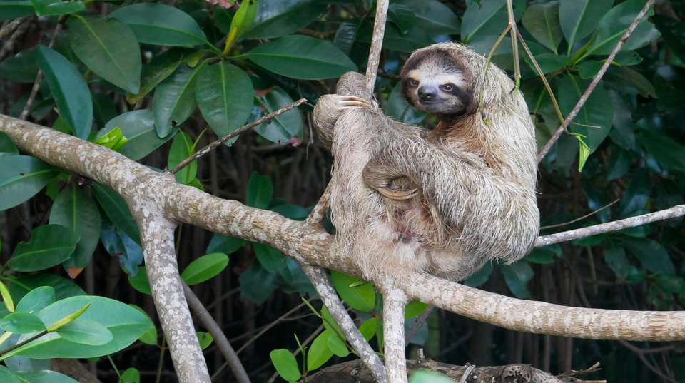 From the Caribbean Coast to the Pacific Side - Green World Adventures - Costa Rica - Image 9
