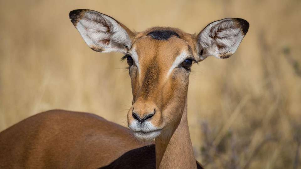 Botswana Delta and Wildlife Explorer - World Expeditions - Zimbabwe - Image 3