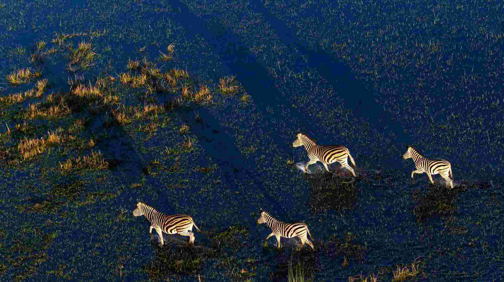 Botswana Delta and Wildlife Explorer